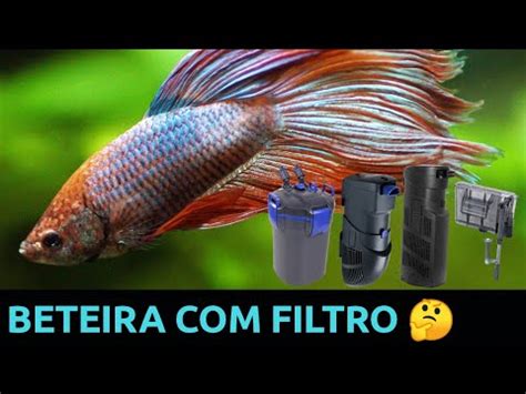 peixe betta precisa de filtro